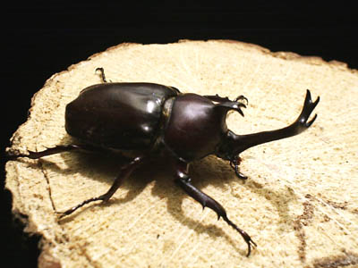 Asian Beetles アジア産カブトムシ