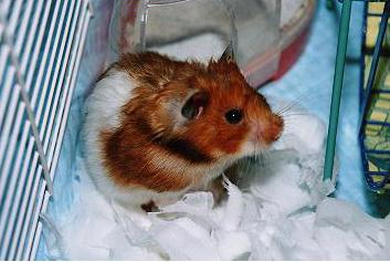 NNȂ