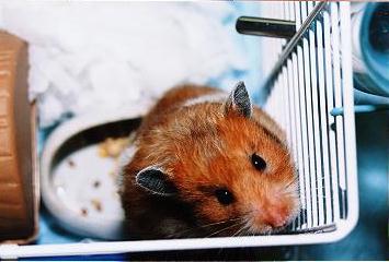 藈邫